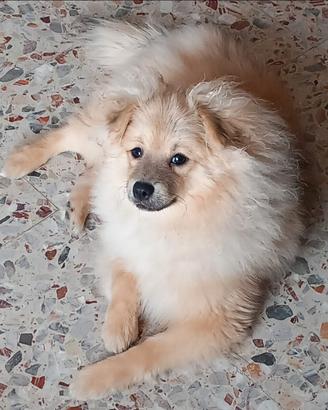 Fantastici cuccioli spizt tedeschi