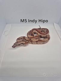Baby boa