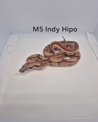 Baby boa