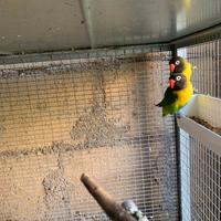 Rosella comune e Inseparabili personata