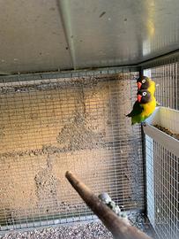 Rosella comune e Inseparabili personata