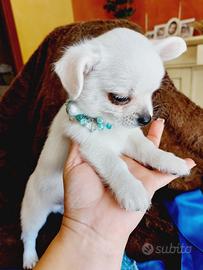 Chihuahua con pedigree