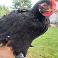 Polli razza marans