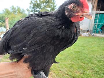 Polli razza marans