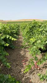 Terreno con vigneti