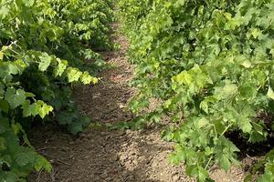 Terreno con vigneti