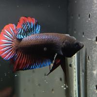 Betta splendens Wild selvatico pesce combattente