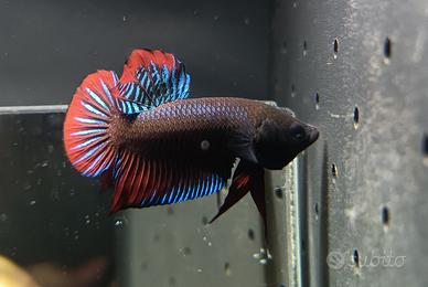 Betta splendens Wild selvatico pesce combattente