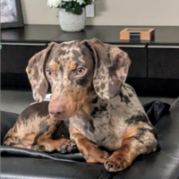 Bassotto choco/blu merlè