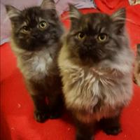 Maine Coon cuccioli gattini