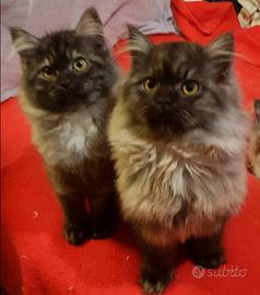 Maine Coon cuccioli gattini