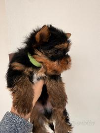 Yorkshire terrier
