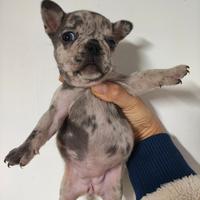 Bulldog francese