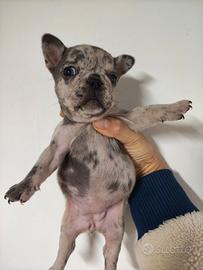 Bulldog francese