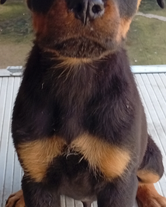 Rottweiler