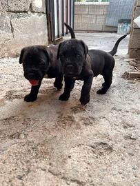 Cuccioli di cane corso