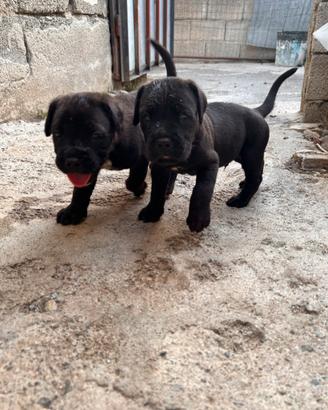 Cuccioli di cane corso