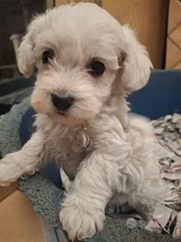 Maltese Toy cuccioli