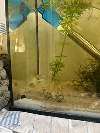 Apistogramma cacatoides e corydoras albini