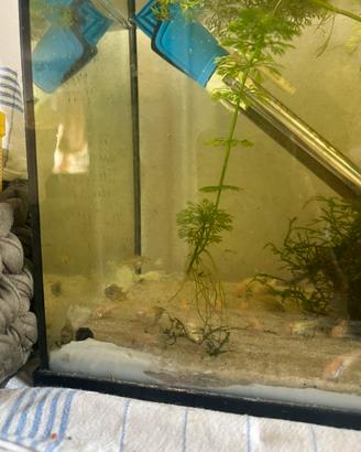 Apistogramma cacatoides e corydoras albini