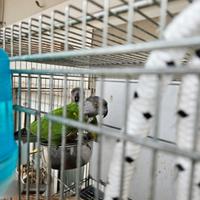 Coppia pappagalli del Senegal