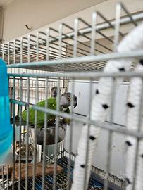 Coppia pappagalli del Senegal