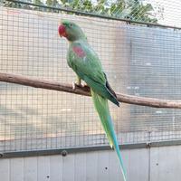 Parrocchetto Alessandrino