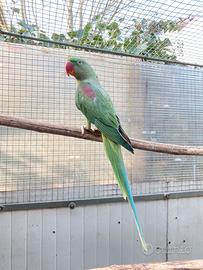 Parrocchetto Alessandrino