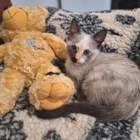 Piccola Principessa Siamese Tortie