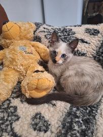 Piccola Principessa Siamese Tortie