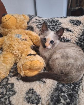 Piccola Principessa Siamese Tortie