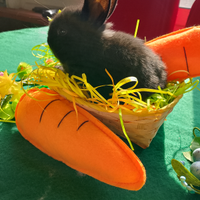 Conigli nani colorati