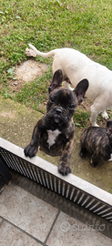Bulldog francese