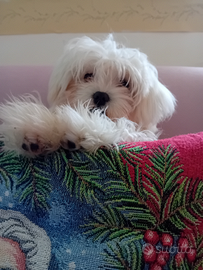 Cucciolo maltese puro