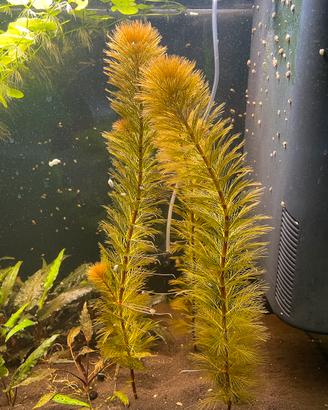 Myriophyllum tuberculatum - pianta per acquario