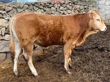 Vendita Torelli / Manzette limousine