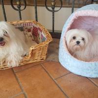 Maltesi coreani mini