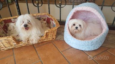 Maltesi coreani mini