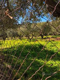 Terreno agricolo