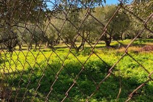 Terreno agricolo