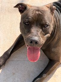 Vendita pitbull ADBA