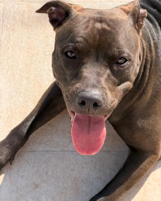 Vendita pitbull ADBA