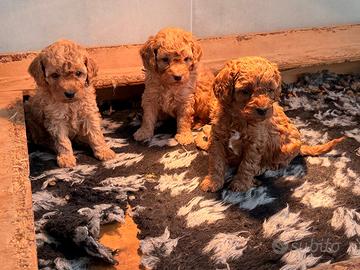 Barboncino nano cuccioli red rossi fulvo