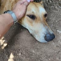 Non lo abbiamo salvato per farlo finire in canile