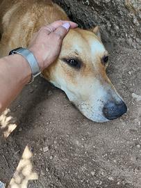 Non lo abbiamo salvato per farlo finire in canile