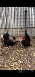 Galline chabo