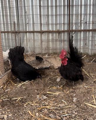 Galline chabo
