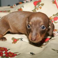 Cucciolo femmina bassotto