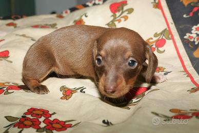 Cucciolo femmina bassotto