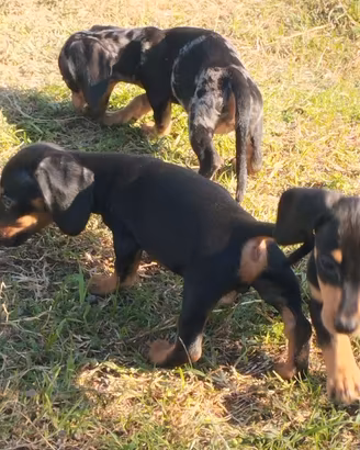 BASSOTTO NANO CUCCIOLI